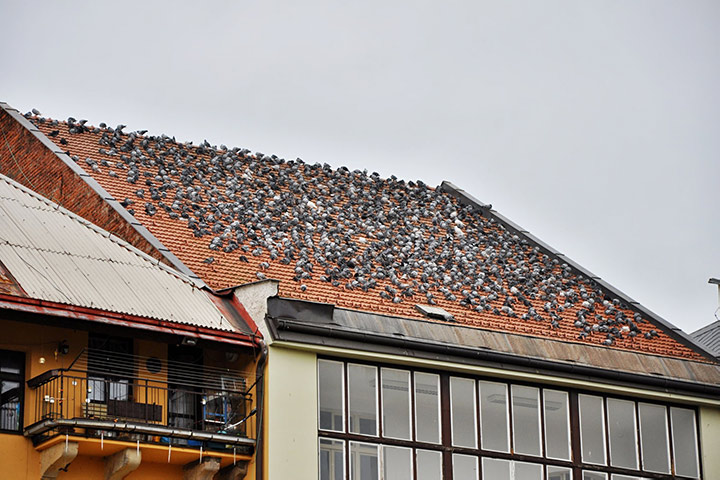 A2B Pest Control are able to install spikes to deter birds from roofs in Widnes. 