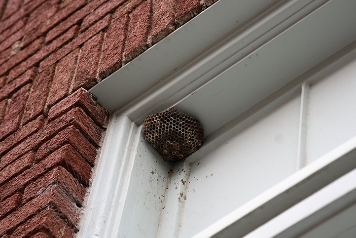 We provide a wasp nest removal service for domestic and commercial properties in Widnes.